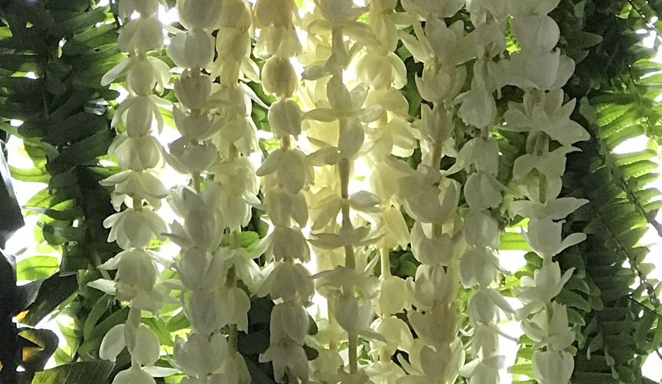 ピカケの花