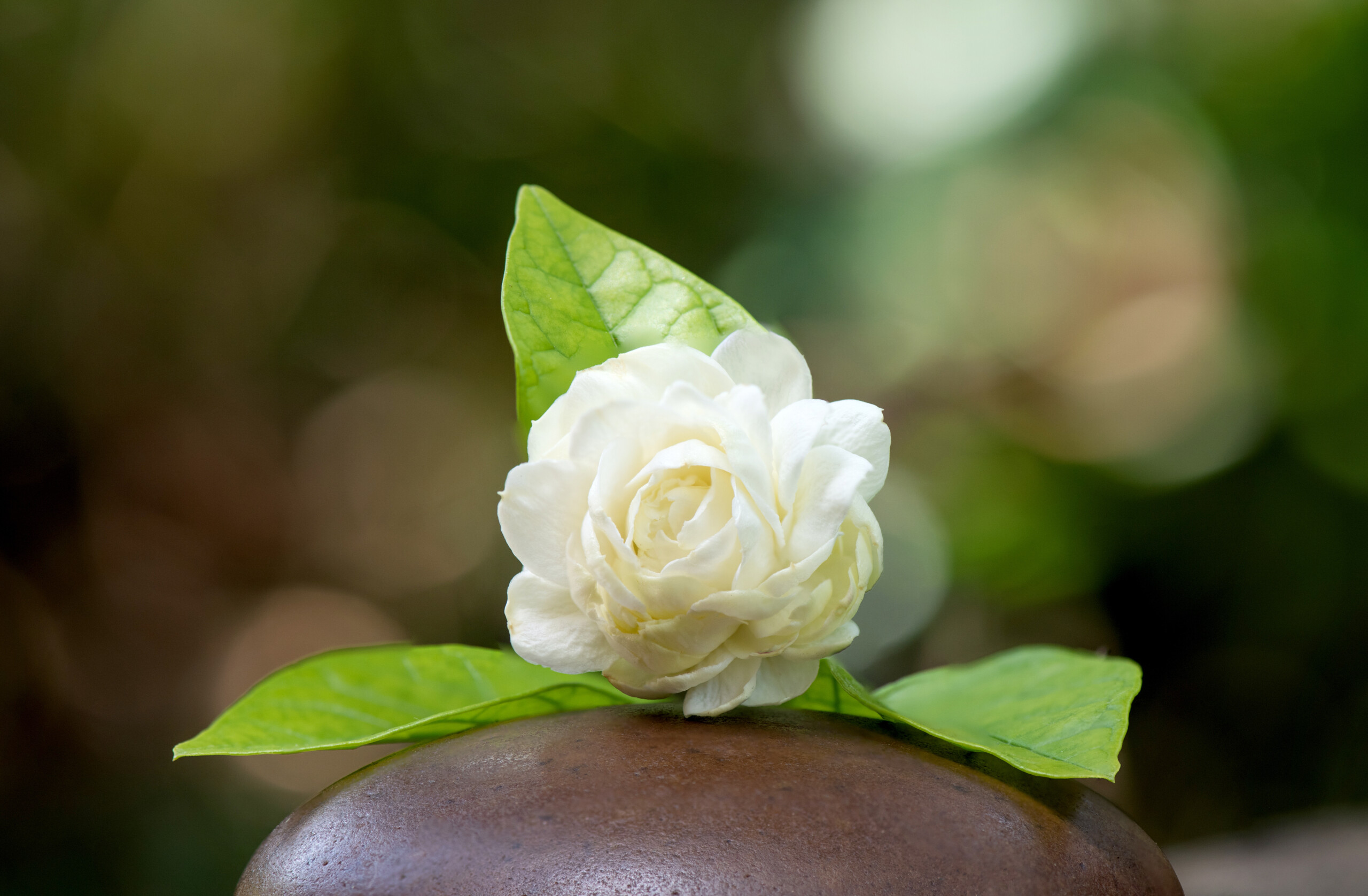 甲子園・大阪・尼崎のフラ教室　ハラウ フラ オ カプア レイピカケ / カラウククイラニ　フラ